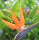 Bird Of Paradise Value Package
